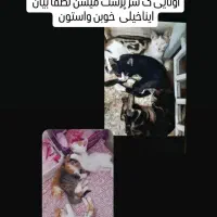 واگذاری گربه