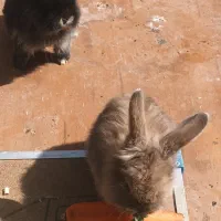 بچه خرگوش|موش و خرگوش|شاندیز, |دیوار