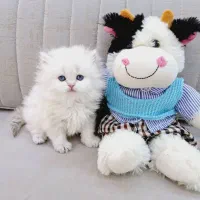 *(مجموعه )گربه های تمیز* جدید