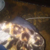 طلاق موتور سیکلت|موتورسیکلت|ارومیه, |دیوار