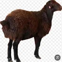 گوسفند و بره زنده همراه با قصاب در محل