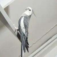 عروس هلندی مولد|پرنده|مشهد, امیرآباد|دیوار