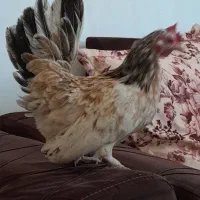 مرغ خروس مینیاتوری جاپنیز