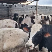 فروش گوساله مخصوص مراسمات عروسی وقربانی و نذری