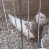 کبوتر
