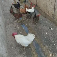مرغ محلی