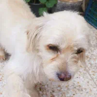 واگذاری سگ پت خانگی تریر فوری