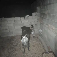 بز و کهره نر|حیوانات مزرعه|شیراز, داریون|دیوار