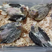 جوجه عروس هلندی سرلاکی