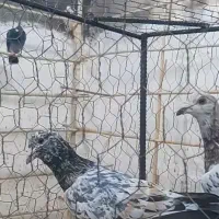 سرور هفرونگ زرد نرو ماده عتیقه