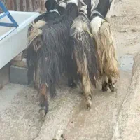 بز لری|حیوانات مزرعه|بهبهان, |دیوار