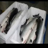 ماهی غزل|ماهی|یزد, |دیوار