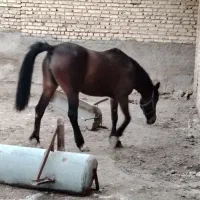 اسب|اسب و تجهیزات اسب‌سواری|شیراز, ارم|دیوار