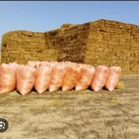 کاه درجه یک کردستان ارسال به تمام مناطق