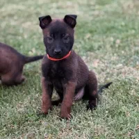 توله مالینویز از پدر و مادر وارداتی