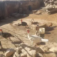 فروش ۱۰ بوقلمون بومی ۷تا ماده ۳ تا نر|حیوانات مزرعه|اردل, |دیوار