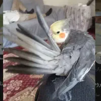 عروس هلندی گمشده|حیوانات|اندیمشک, |دیوار