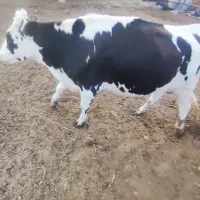 نوبر گلون جنس عالی درجه یک