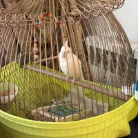 عروس هلندی البینو ماده