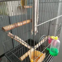 قفس ۱۰۳۳ درشت بافت با لوازم کامل مخصوص طوطیسان