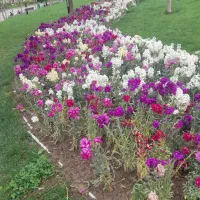 خدمات  باغداری وپارکی   هرس  سم پاشی تیلر زدن