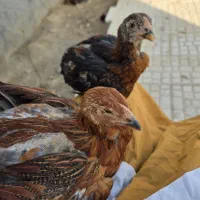 جوجه لاری