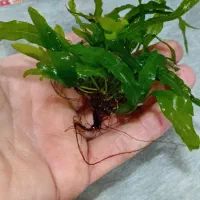 گیاه اکواریوم|ماهی|مسجد سلیمان, |دیوار