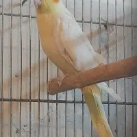 عروس هلندی.طوطی برزیلی.مرغ عشق|پرنده|محلات, |دیوار