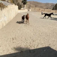 یک اسب مادیون وکره قیمت پایین|اسب و تجهیزات اسب‌سواری|کرج, کوی کارمندان شمالی|دیوار