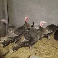 بوقلمون جوجه ۶ماه پیش