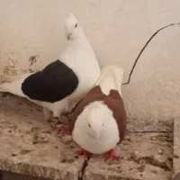 جفت دوکت|پرنده|شادگان, |دیوار