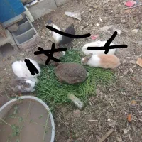 خرگوش فروشی|موش و خرگوش|سراوان, |دیوار