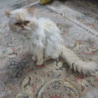 گربه پرشین هیمالین