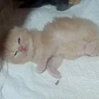 گربه|گربه|نیشابور, دارایی|دیوار