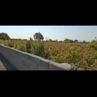 باغ باغچه ۳۰۰ تا ۱۰۰۰ متری|فروش زمین و ملک کلنگی|رباطکریم, پیغمبر|دیوار