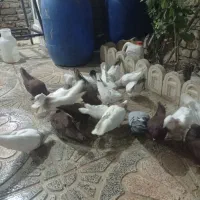 کبوتر یه رنگ وطوقی|پرنده|بروجرد, |دیوار