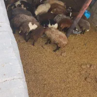 بره نر