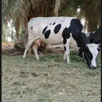 فروش فوری گاو آبستن