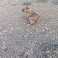سگ گله ای|سگ|بیرجند, |دیوار