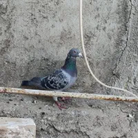 پلاکی|پرنده|اشتهارد, |دیوار