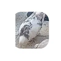 کبوتر گمشده