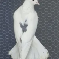 کبوتر کاشان
