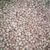 لوبیا چیتی خوشمزه و زود پز