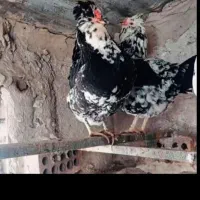 ۶عدد مرغ گلین به فروش میرسد