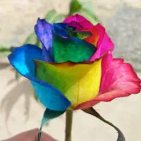 استخدام نیرو/ کارگر گلخانه گل رز شاهنامه