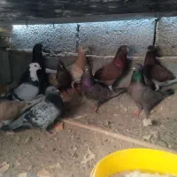 10عدد کبوتر در کاکی