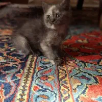 گربه گلد|گربه|تهران, شیخ هادی|دیوار