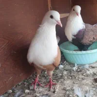 ۲جفت کربلایی پاک