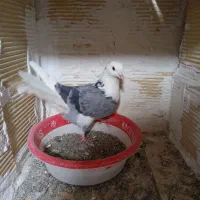 کبوتر|پرنده|سردرود, |دیوار