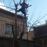 هرس خرید چوب قطع و بریدن درخت سمپاشی،چمن و علف زنی|خدمات باغبانی و درختکاری|کرمانشاه, |دیوار